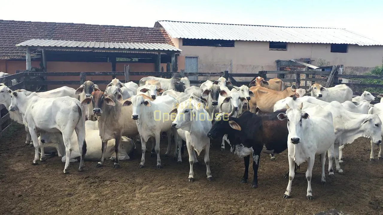 Fazenda, 126 hectares - Foto 17