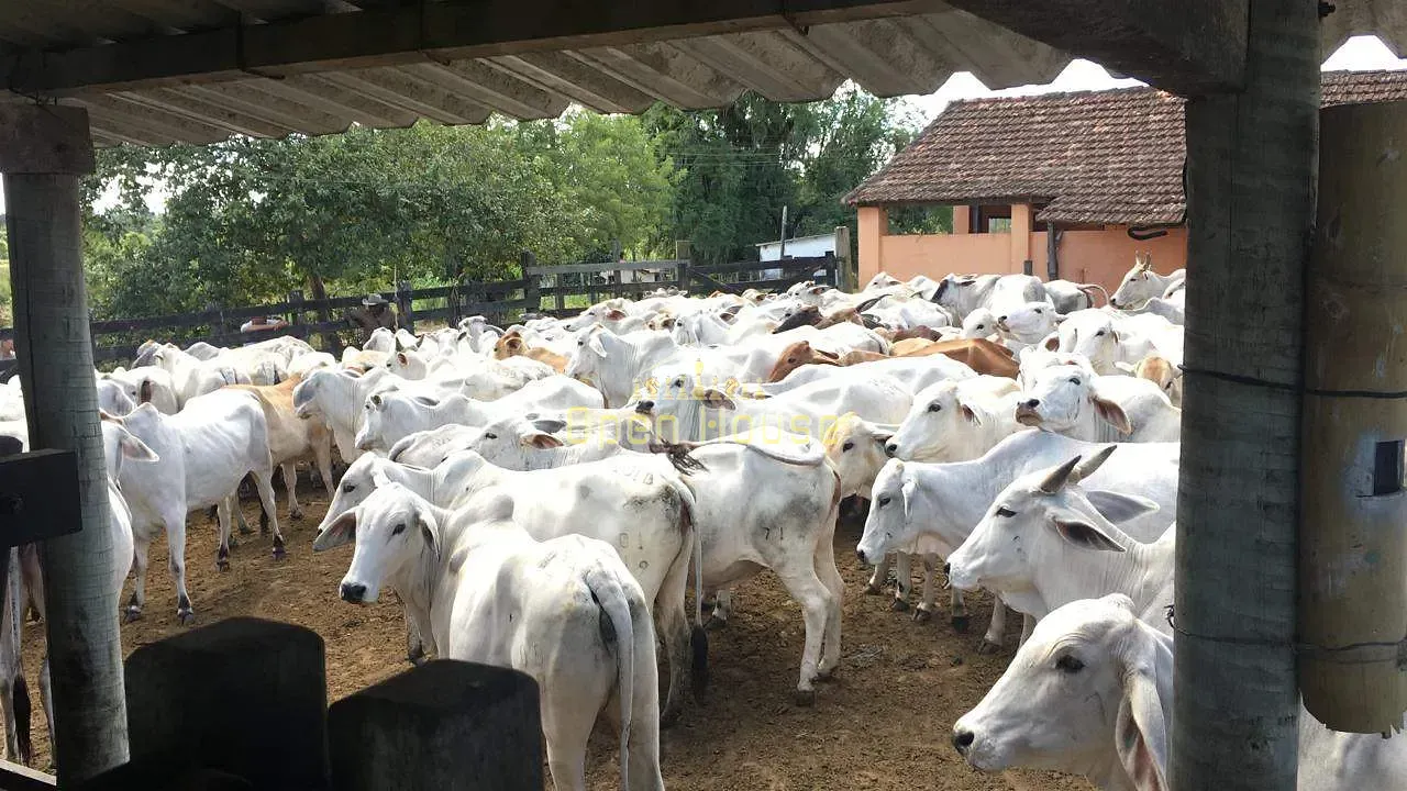 Fazenda, 126 hectares - Foto 18