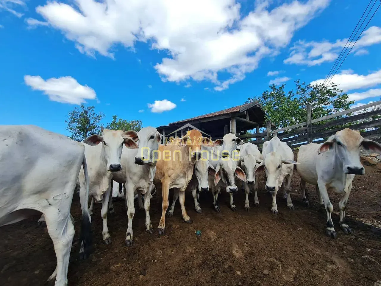 Fazenda, 126 hectares - Foto 42