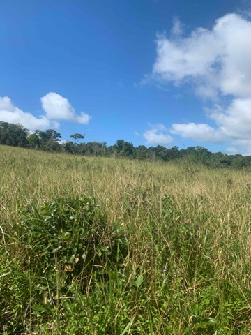 Foto do Fazenda - Fazenda à Venda, Zona Rural , Una, BA | MINHA PRAIA IMÓVEIS