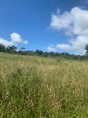Foto do Fazenda - Fazenda à Venda, Zona Rural , Una, BA | MINHA PRAIA IMÓVEIS