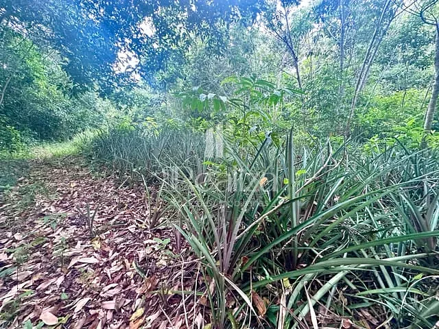 Fazenda com 1590000m² 2 quartos e 1 banheiro, à venda, no bairro Maruim em Una