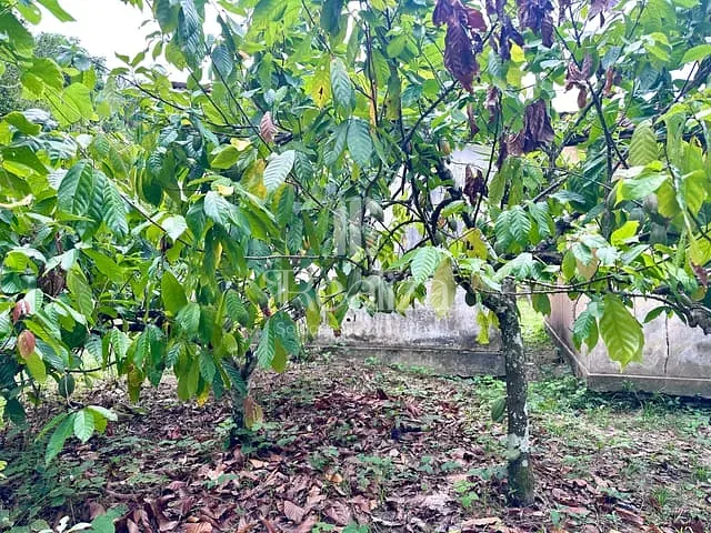 Fazenda com 1590000m² 2 quartos e 1 banheiro, à venda, no bairro Maruim em Una