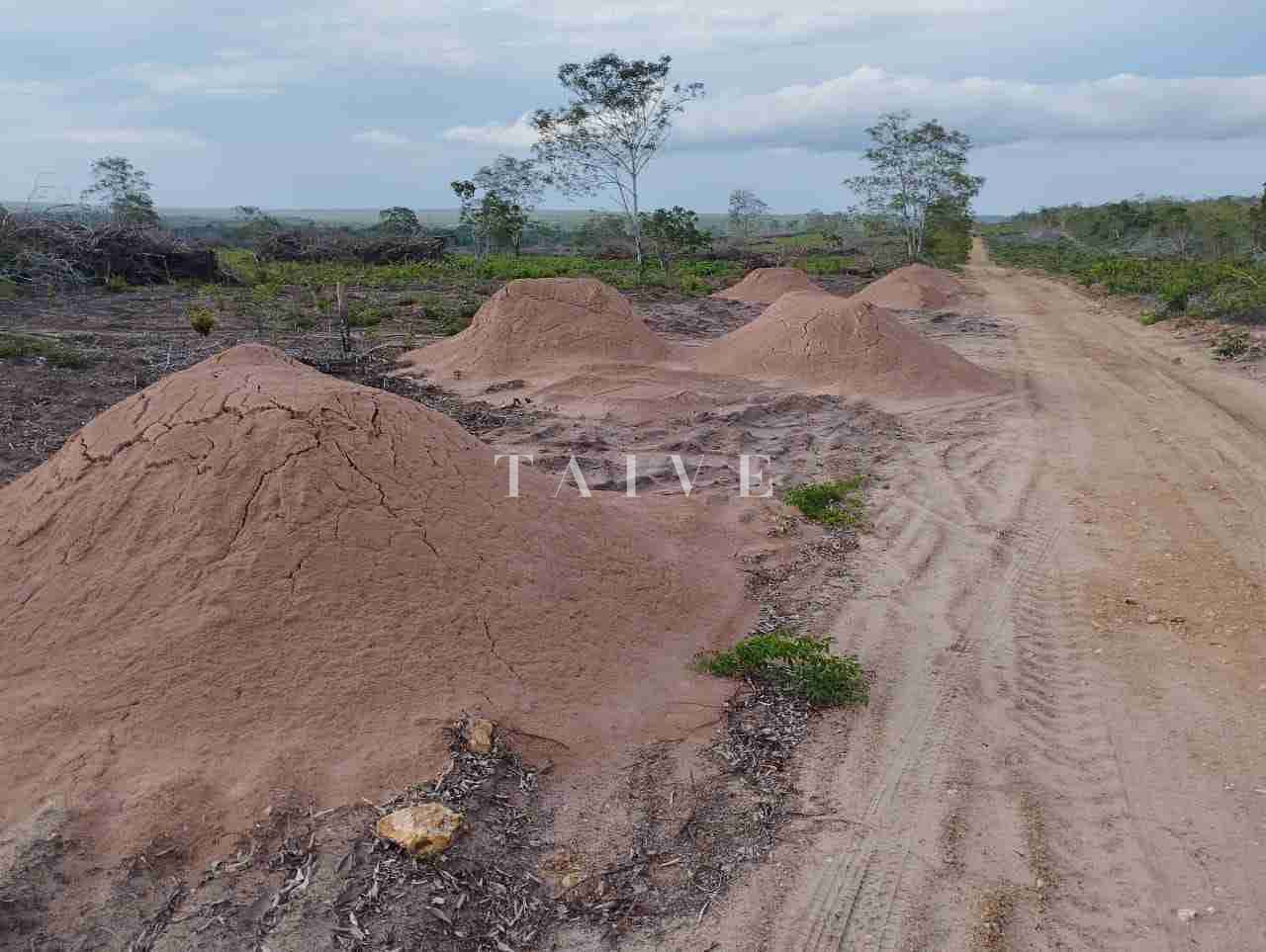 Fazenda à venda com 1 quarto, 10m² - Foto 39