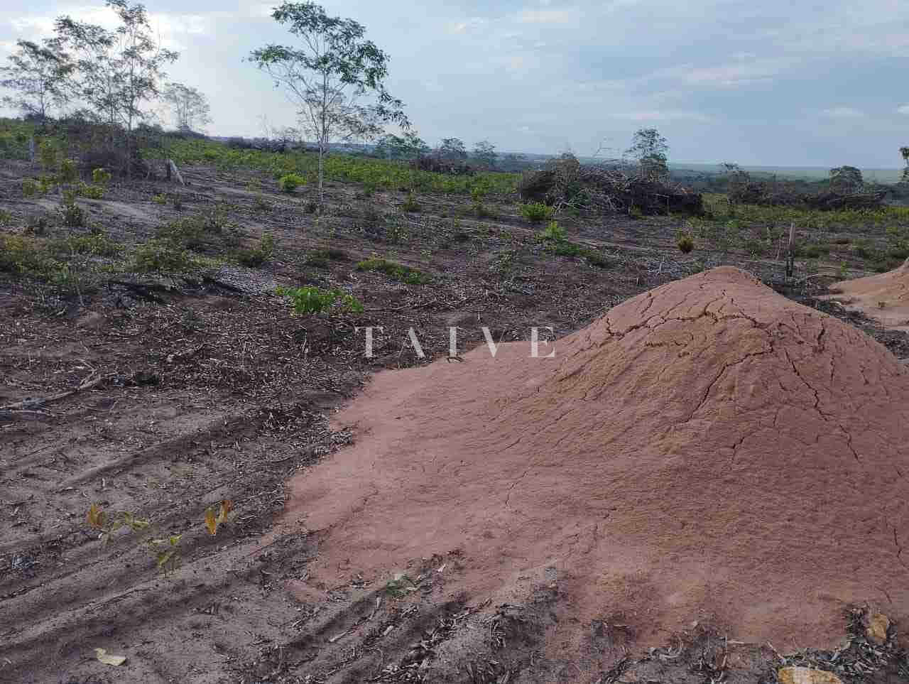Fazenda à venda com 1 quarto, 10m² - Foto 7