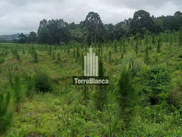 Fazenda à venda, no bairro Socavão em Castro