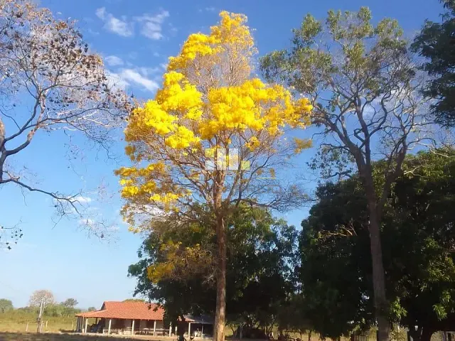 Fazenda com 10482800m² 3 quartos e 2 banheiros, à venda, no bairro AGUA PRETA em São Félix do Araguaia
