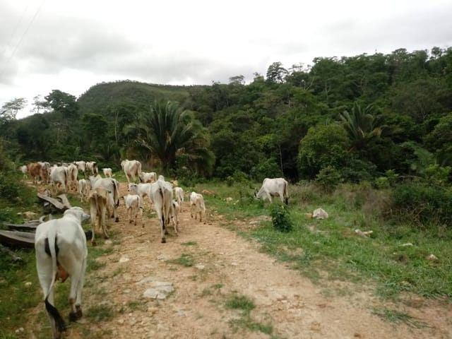Fazenda com 14700000m² 3 quartos e 2 banheiros, à venda, no bairro FVRFR em Niquelândia