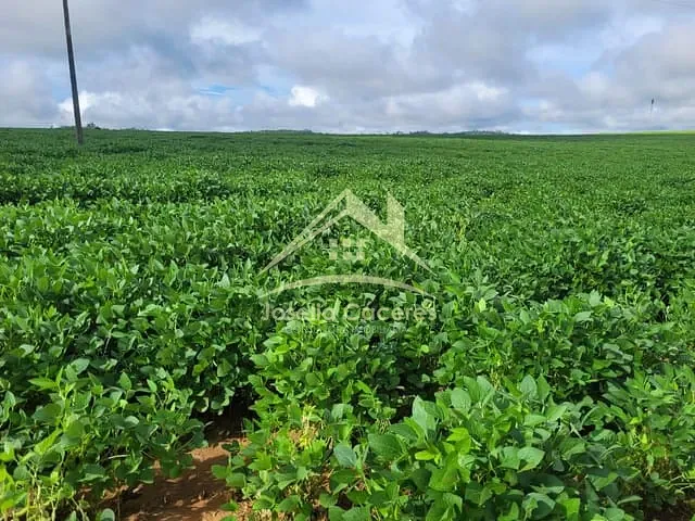 Fazenda com 16800000m² 4 quartos e 2 banheiros, à venda, no bairro 90 KM de Guarantã do Norte em Guarantã do Norte