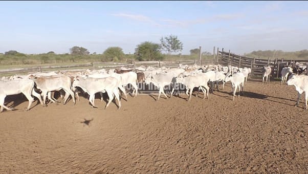 Fazenda, 10 m² - Foto 9