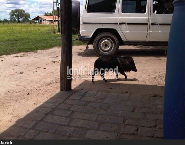 Fazenda, 10 m² - Foto 22