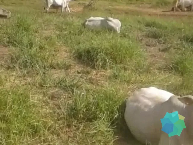 Fazenda com 3218600m² 3 quartos e 3 banheiros, à venda, no bairro Sapé I em Caçapava