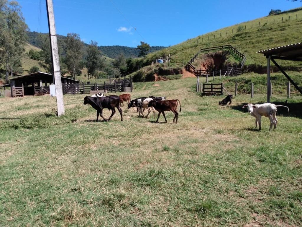 Rural / Chácara no Farias — foto 34