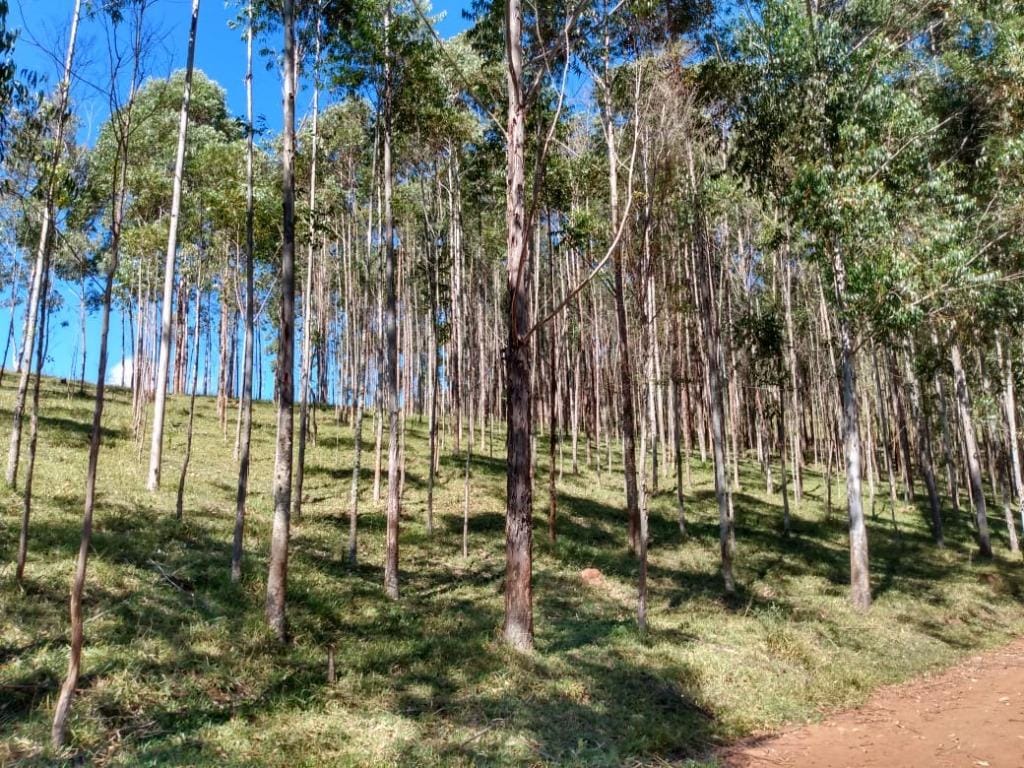 Rural / Chácara no Farias — foto 9