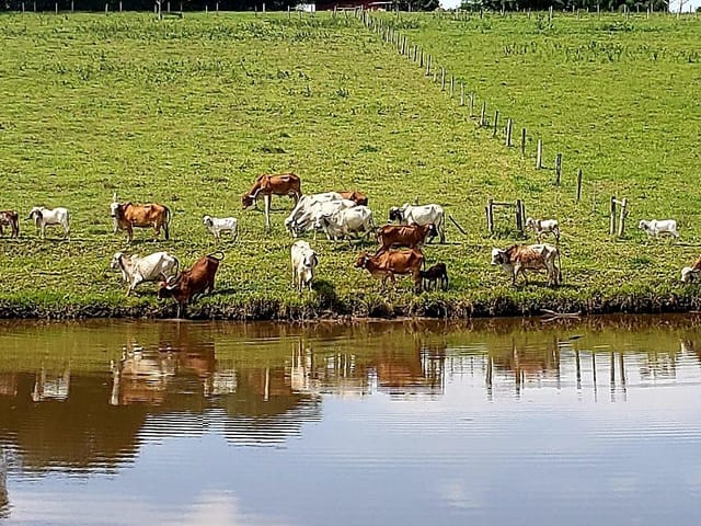 Fazenda com 250000m² 3 quartos e 1 banheiro, à venda, no bairro Aranhas em Brumadinho