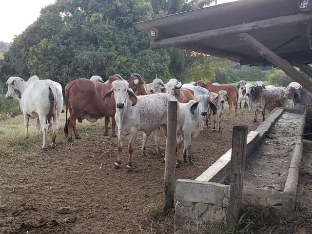 Fazenda com 250000m² 3 quartos e 1 banheiro, à venda, no bairro Aranhas em Brumadinho