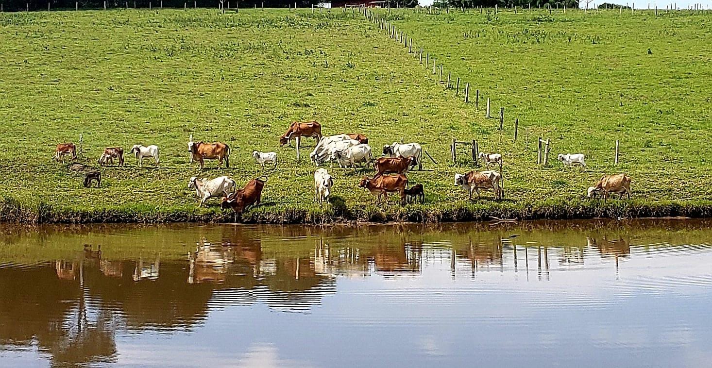 Fazenda, 25 hectares - Foto 4