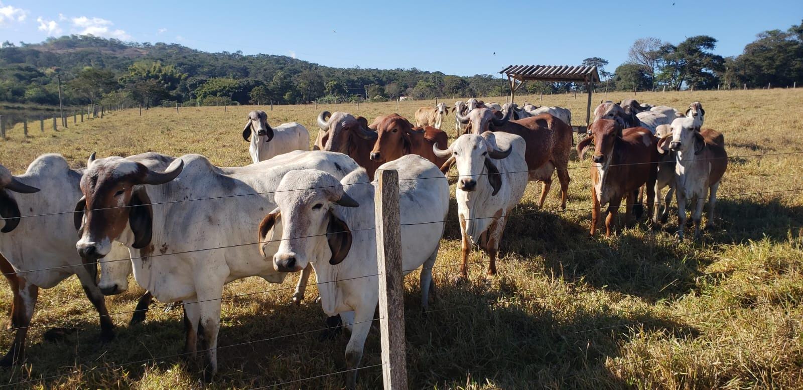 Fazenda, 25 hectares - Foto 10