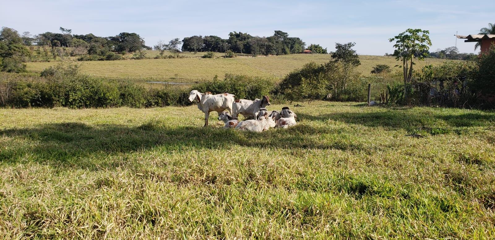 Fazenda, 25 hectares - Foto 11