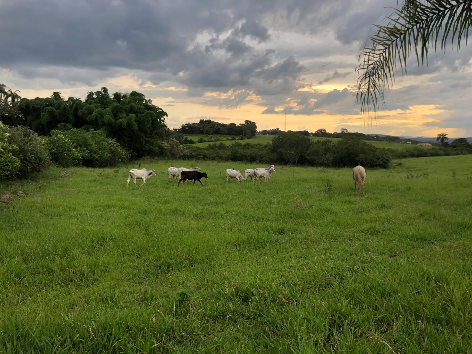 Fazenda, 25 hectares - Foto 12