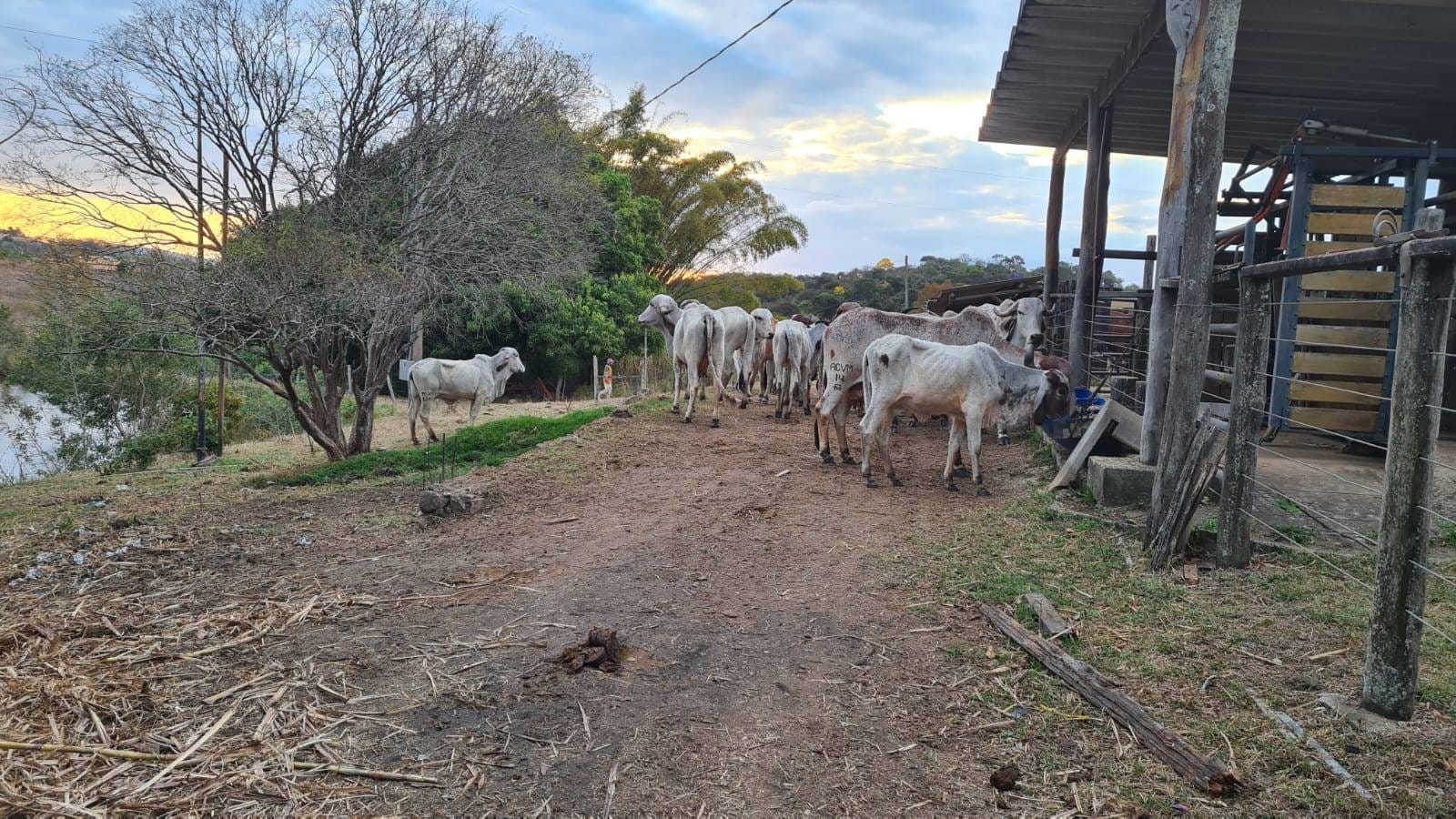 Fazenda, 25 hectares - Foto 9