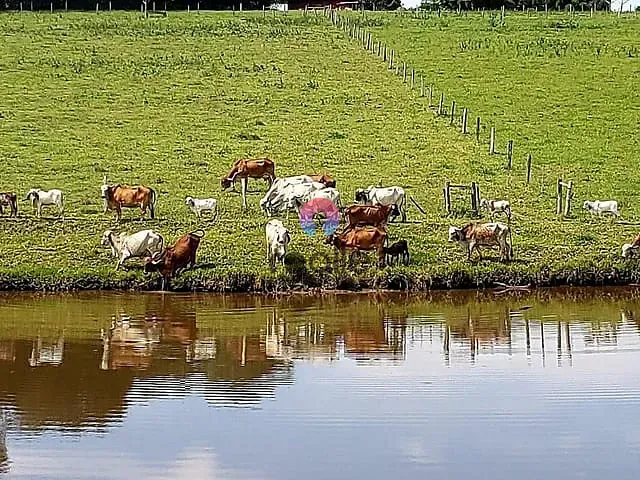 Fazenda com 250000m² 3 quartos e 1 banheiro, à venda, no bairro Aranhas em Brumadinho
