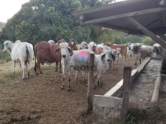 Fazenda com 250000m² 3 quartos e 1 banheiro, à venda, no bairro Aranhas em Brumadinho