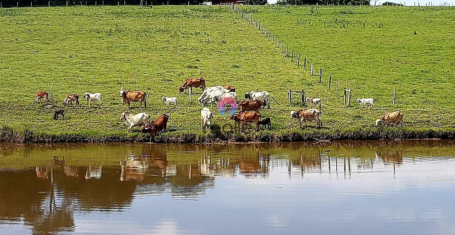 Fazenda, 25 hectares - Foto 4