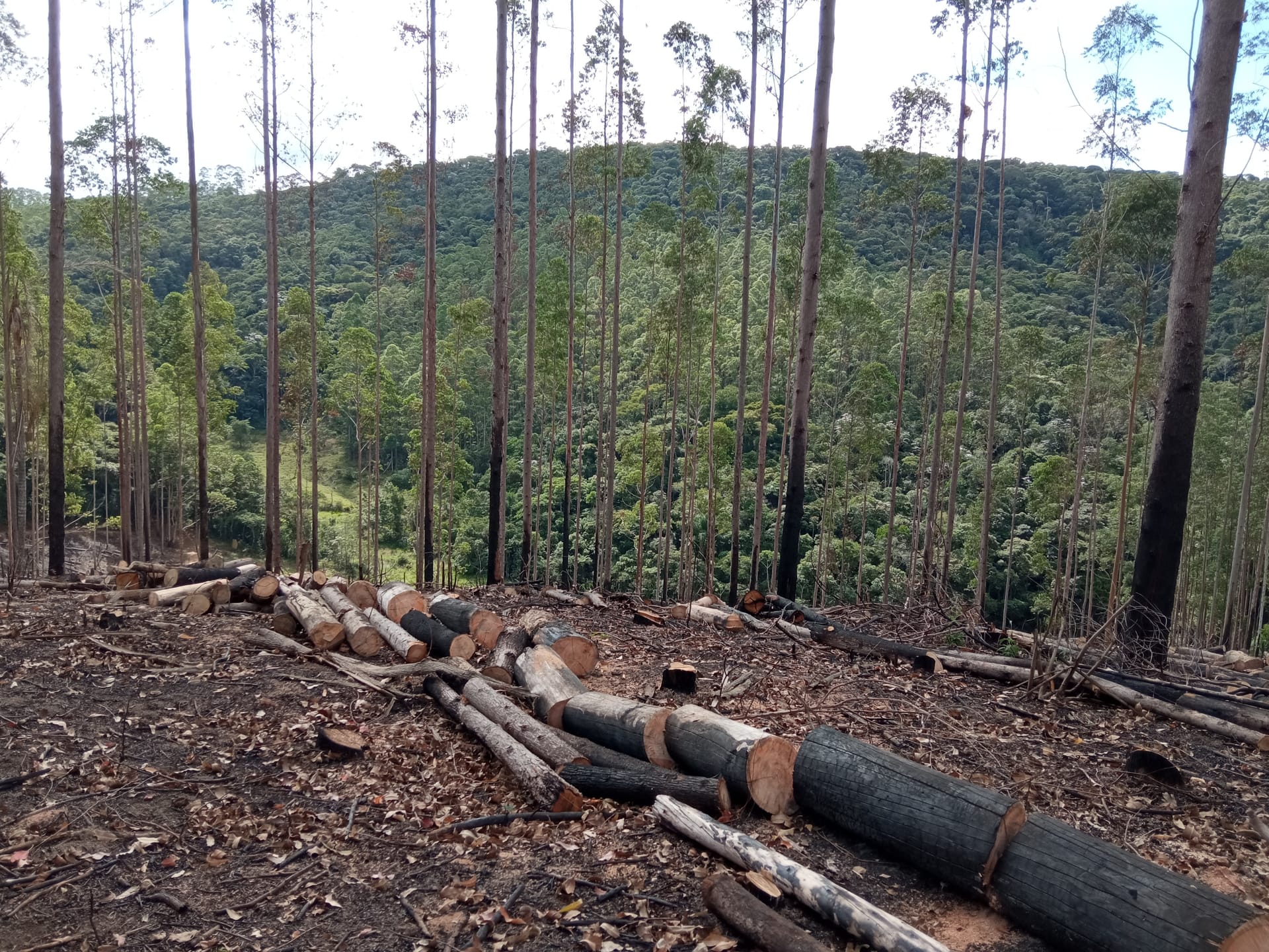 Fazenda à venda 107M², ZONA RURAL, SILVEIRÂNIA - MG - foto 45