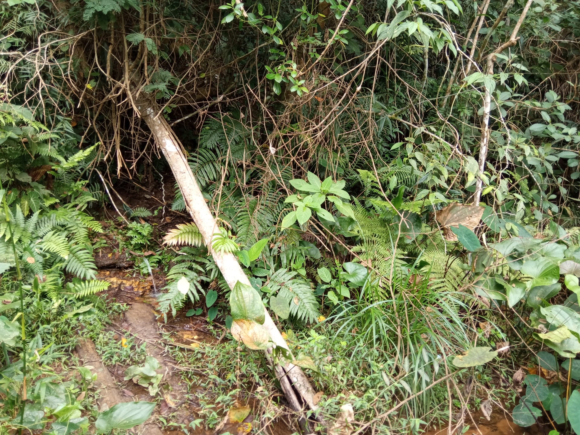 Fazenda à venda 107M², ZONA RURAL, SILVEIRÂNIA - MG - foto 17
