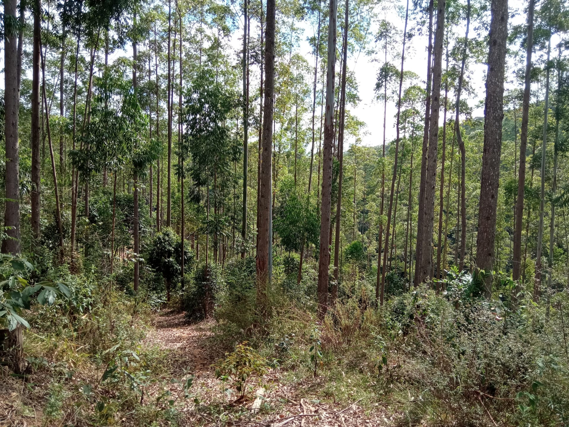Fazenda à venda 107M², ZONA RURAL, SILVEIRÂNIA - MG - foto 48