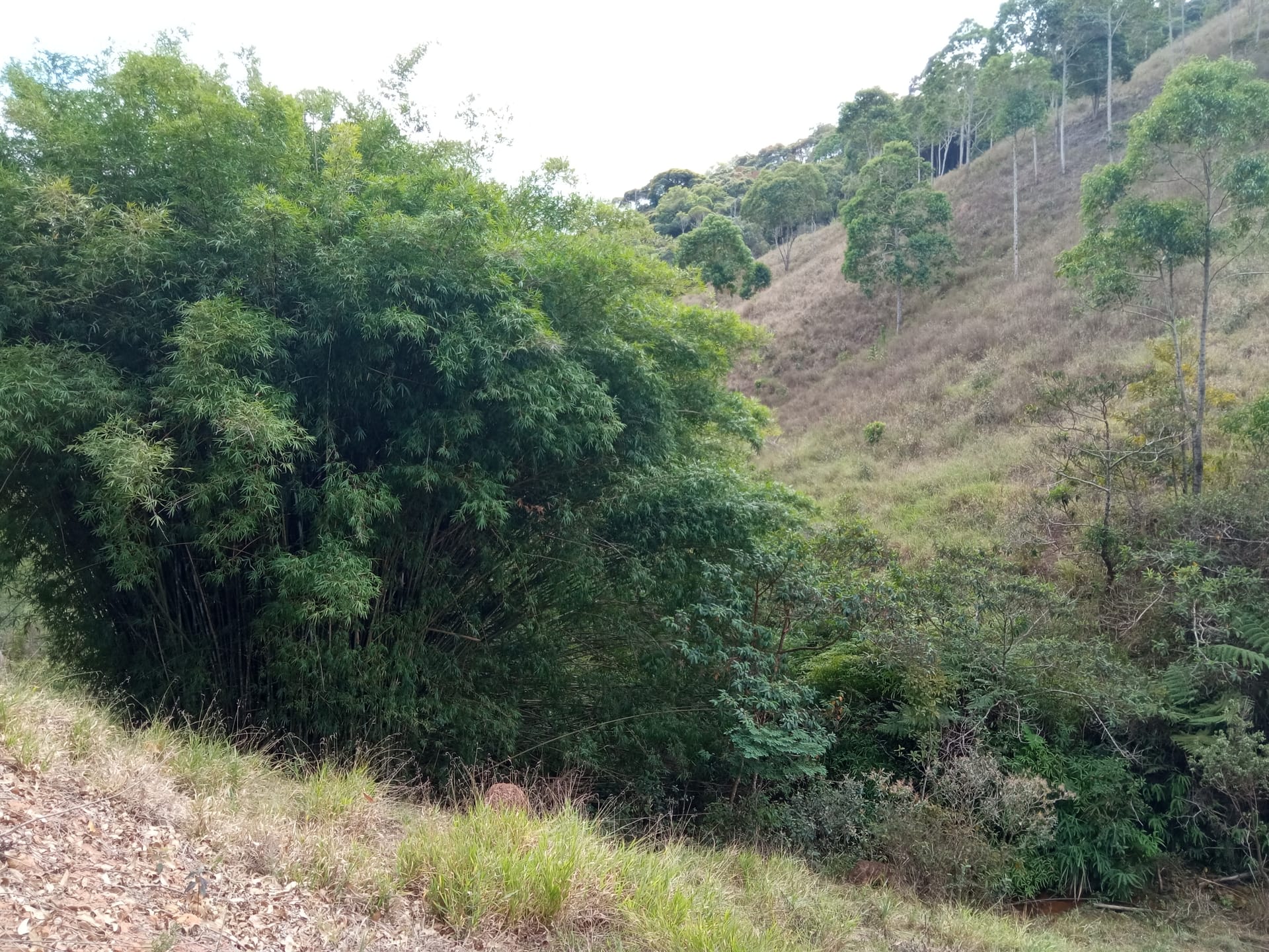 Fazenda à venda 107M², ZONA RURAL, SILVEIRÂNIA - MG - foto 61