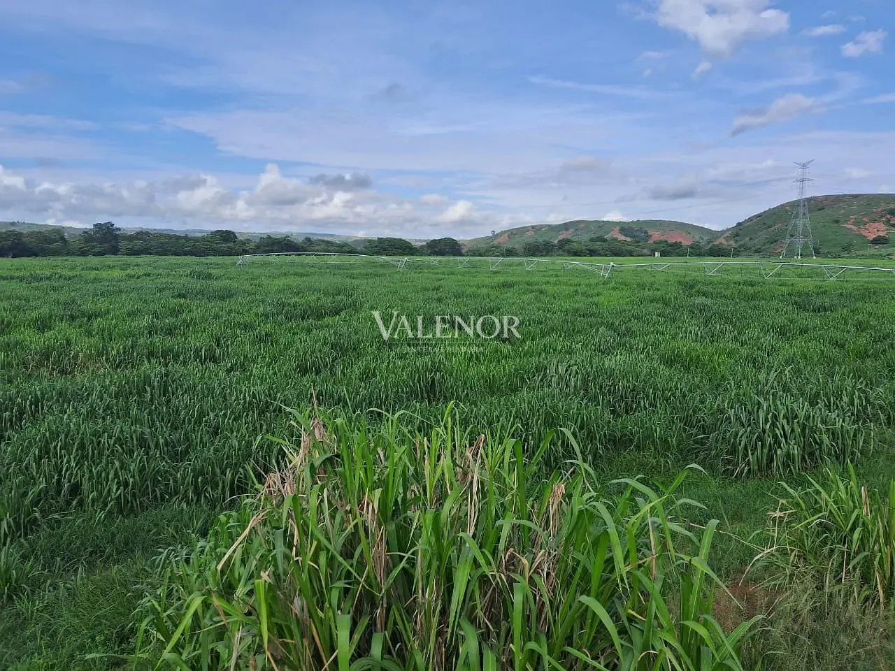Fazenda, 186 hectares - Foto 8