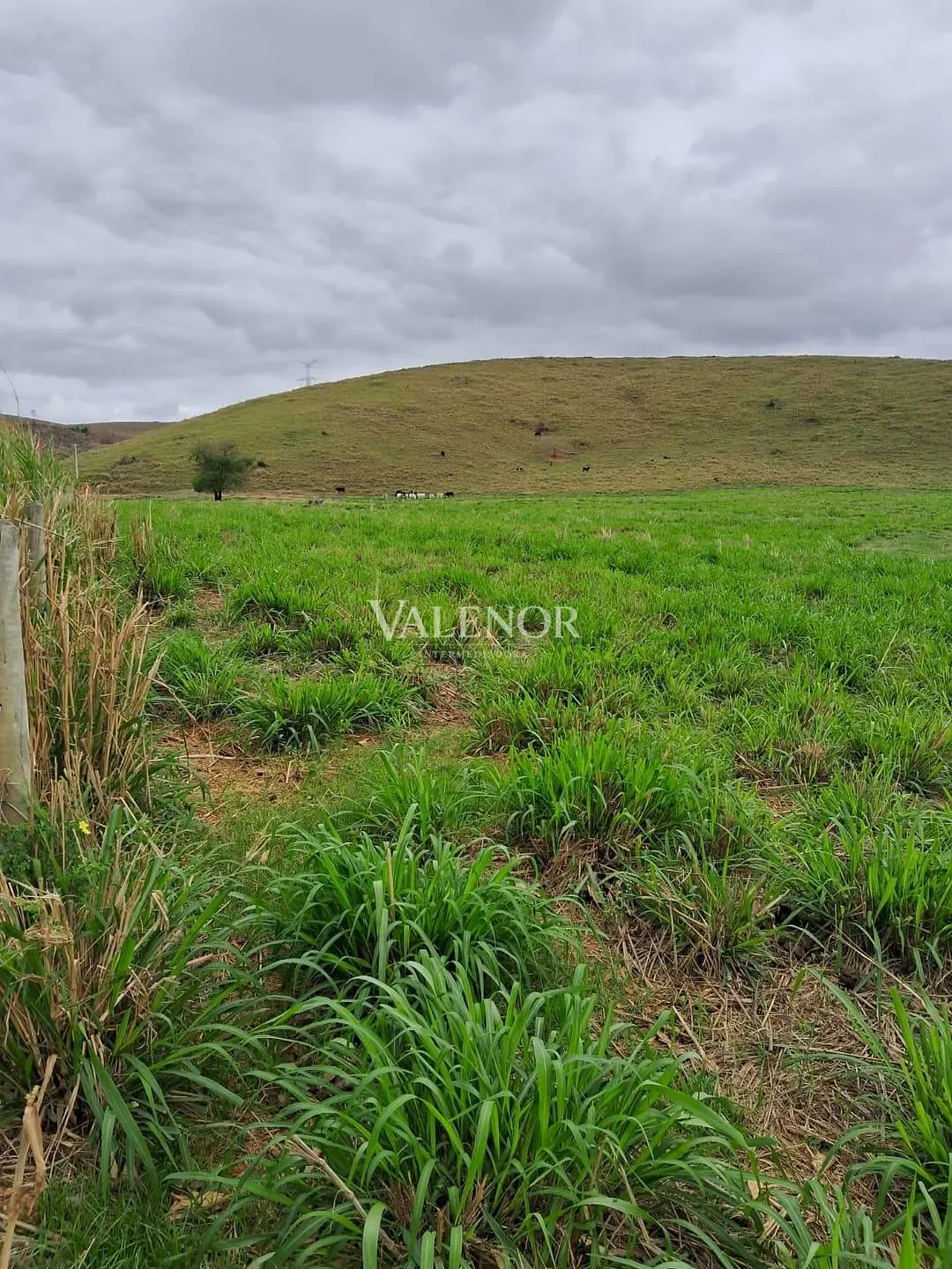 Fazenda, 186 hectares - Foto 13