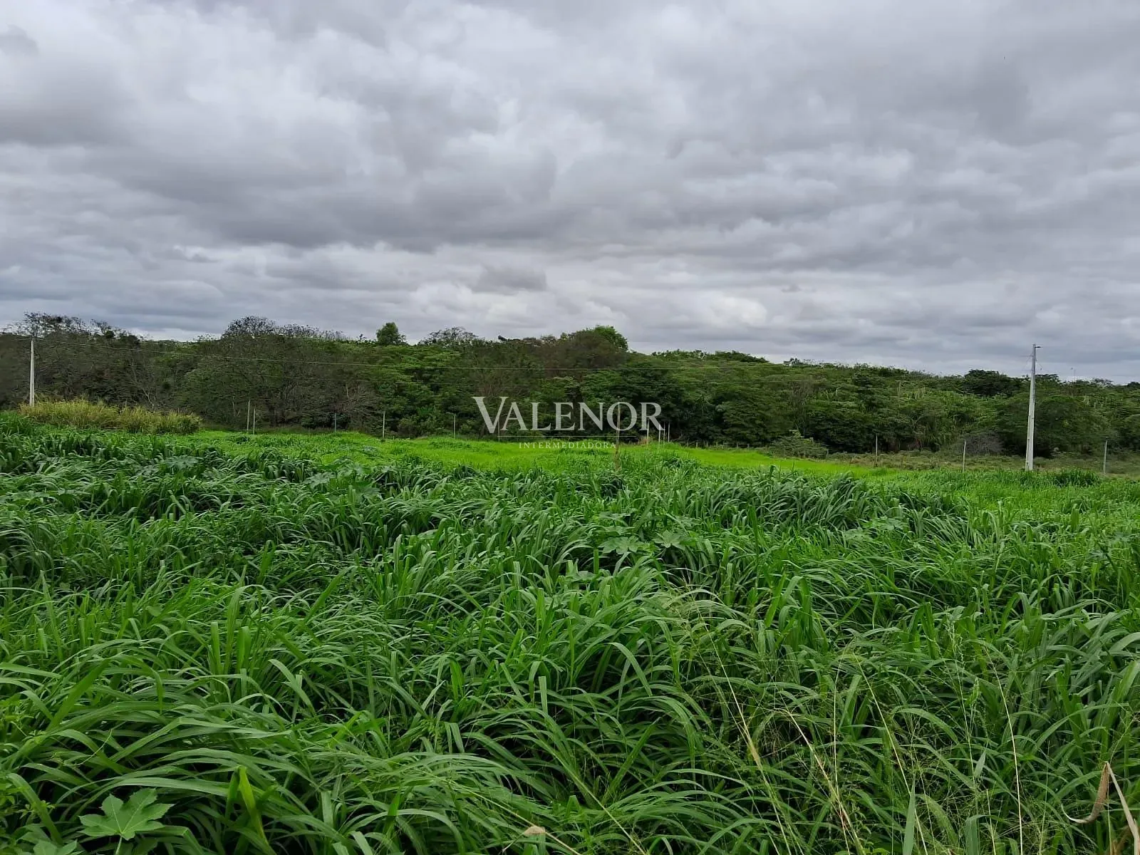 Fazenda, 186 hectares - Foto 19