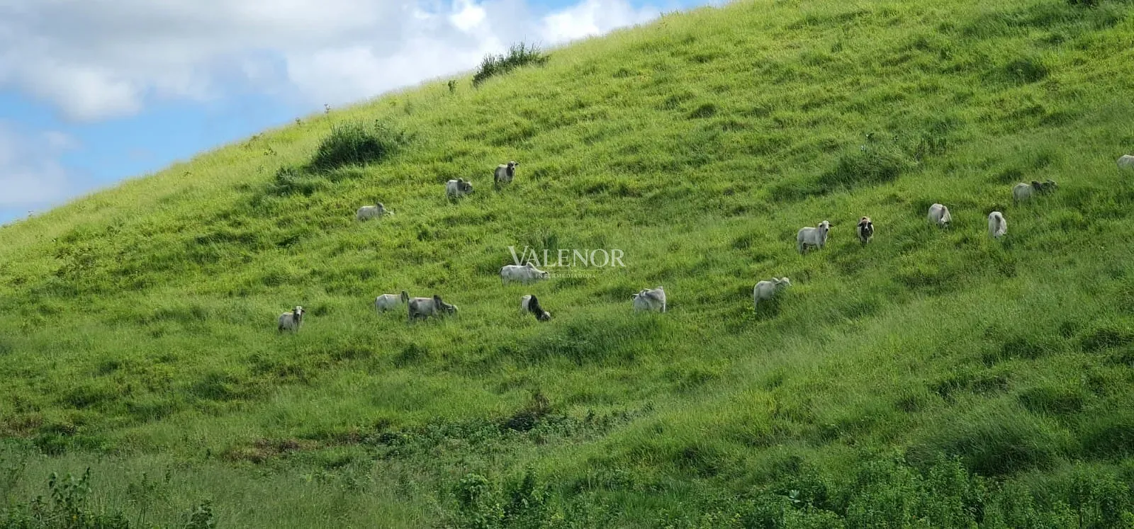 Fazenda, 186 hectares - Foto 16