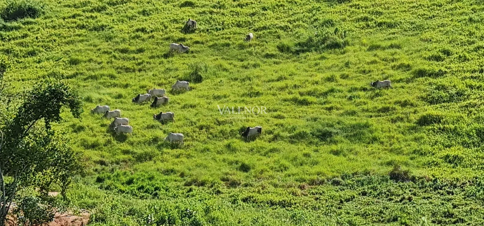Fazenda, 186 hectares - Foto 15