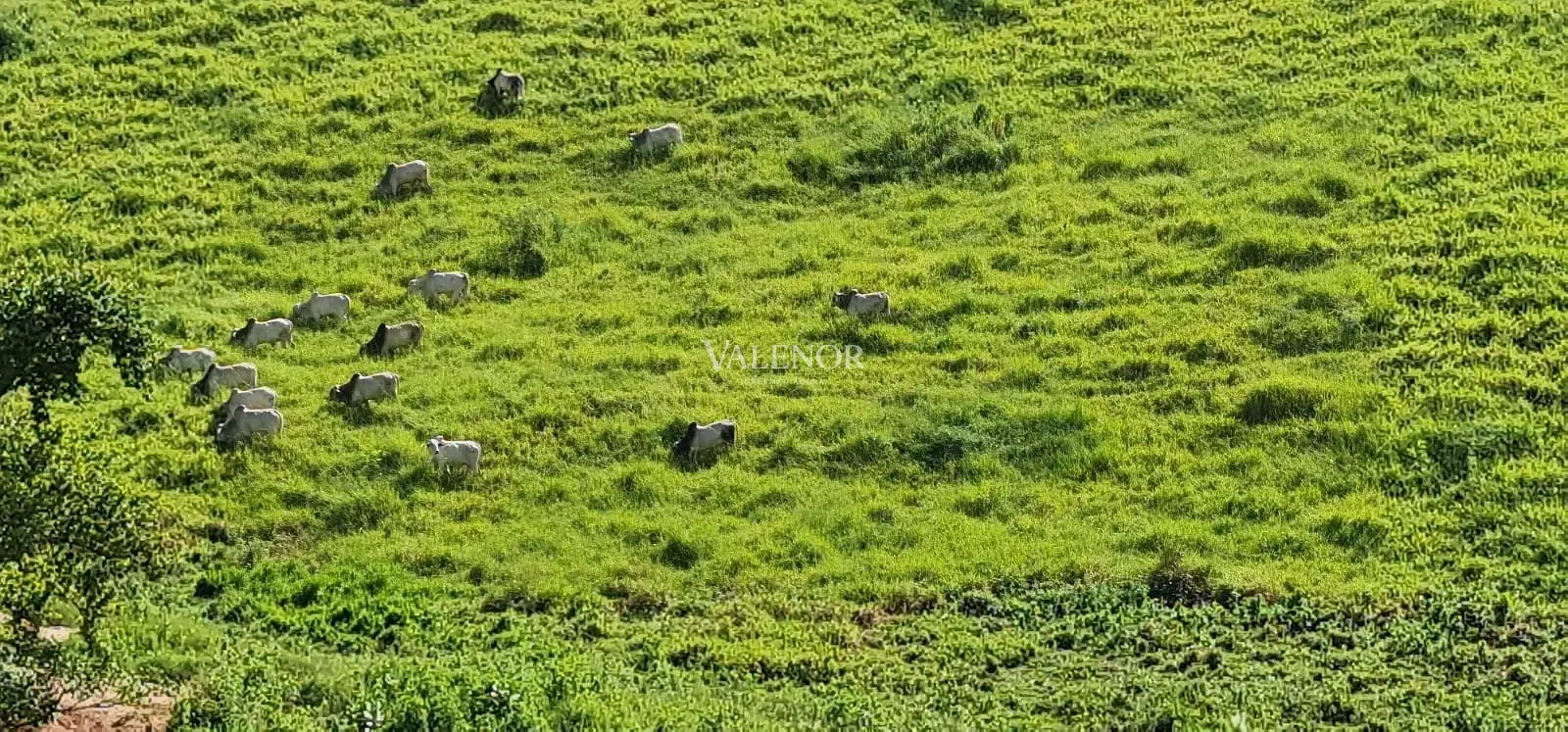 Fazenda, 186 hectares - Foto 24