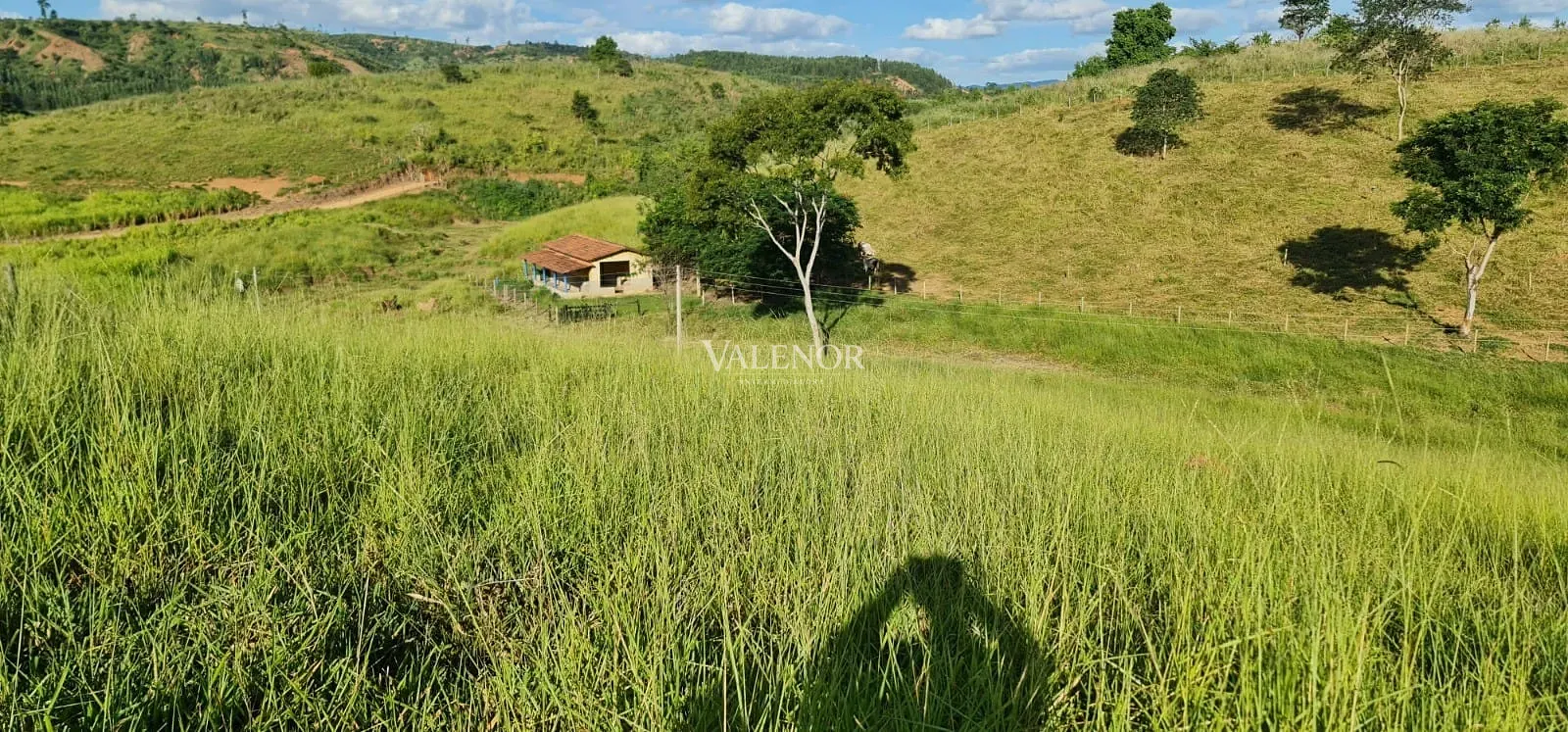 Fazenda, 186 hectares - Foto 4