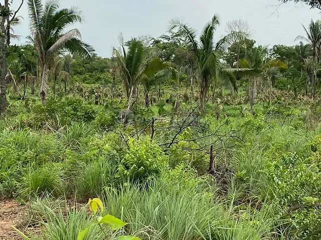 Fazenda com 104m² 2 quartos e 1 banheiro, à venda, no bairro Morro do Alecrim em Caxias