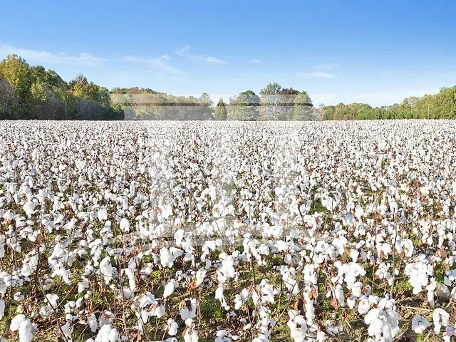 Fazenda com 100900000m², à venda, no bairro Loteamento Valo em Sorriso