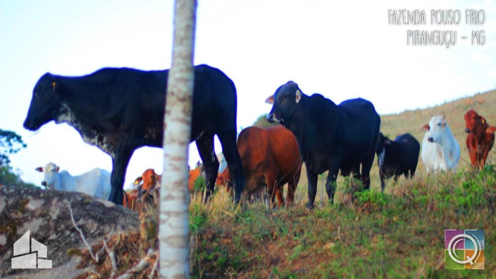 Rural / Chácara no Pouso Frio — foto 12