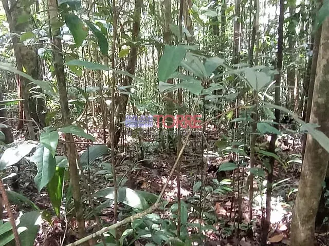 Fazenda com 440000m² 2 quartos e 2 banheiros, à venda, no bairro Serra em Itacaré