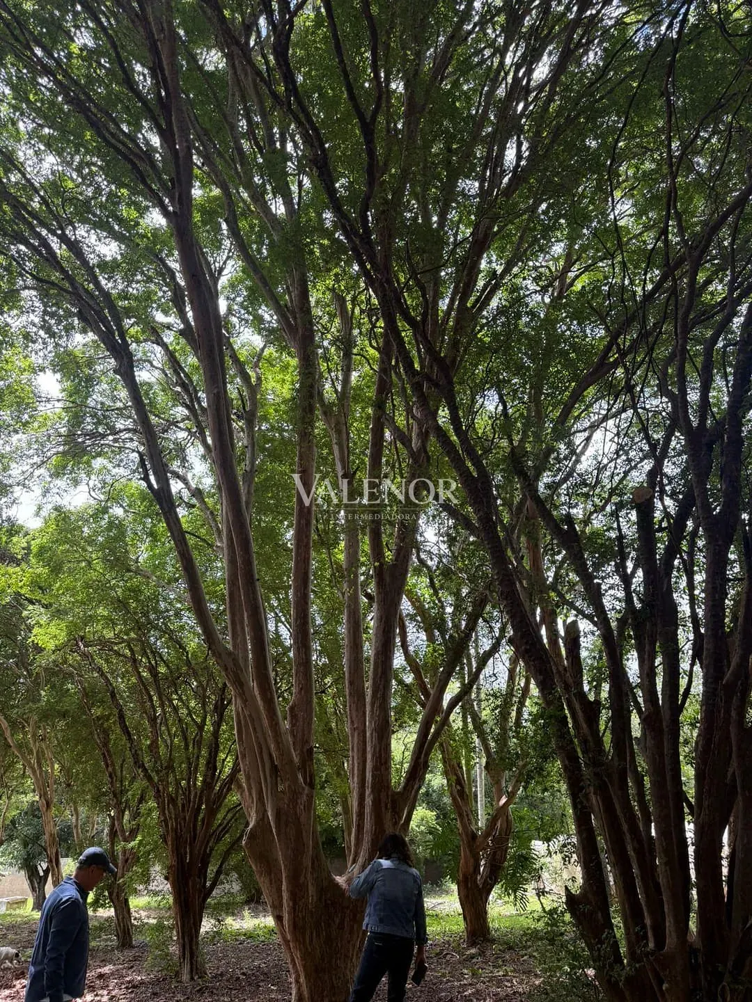 Fazenda, 217 hectares - Foto 45