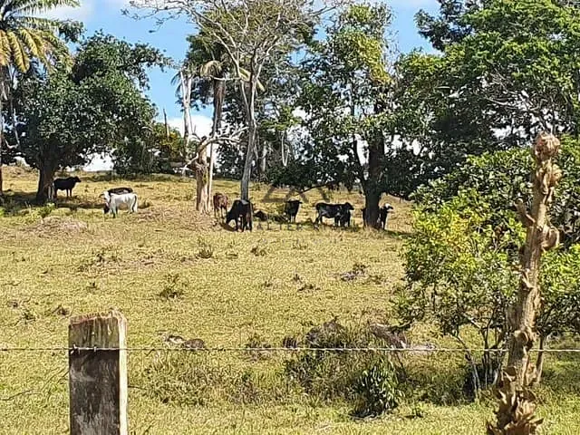 Fazenda com 620000m², à venda, no bairro Coaraci em Coaraci