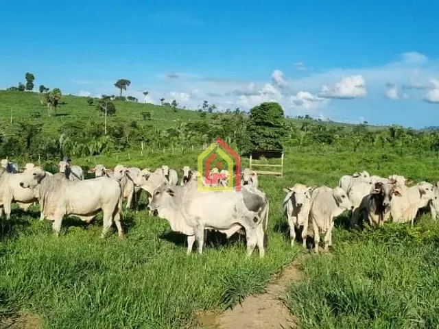 Fazenda com 17085200m², à venda, no bairro Zona Rural em Itupiranga
