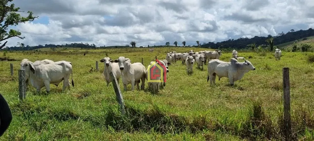 Rural à venda com 17085200m² de terreno no Zona Rural, Itupiranga (PA) — foto 6 de 9