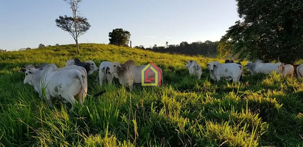 Rural à venda com 17085200m² de terreno no Zona Rural, Itupiranga (PA) — foto 9 de 9