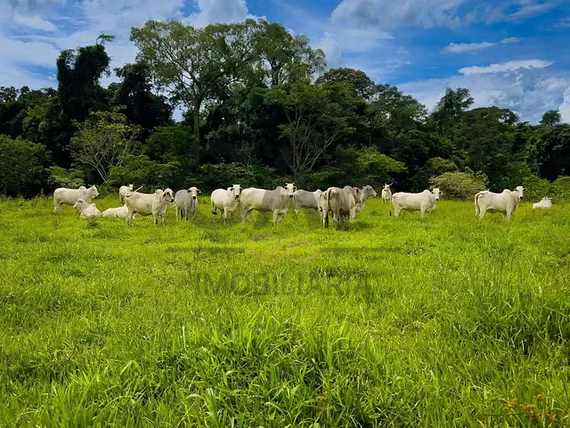 Fazenda com 1358680m², à venda, no bairro Ribeirão em Amparo