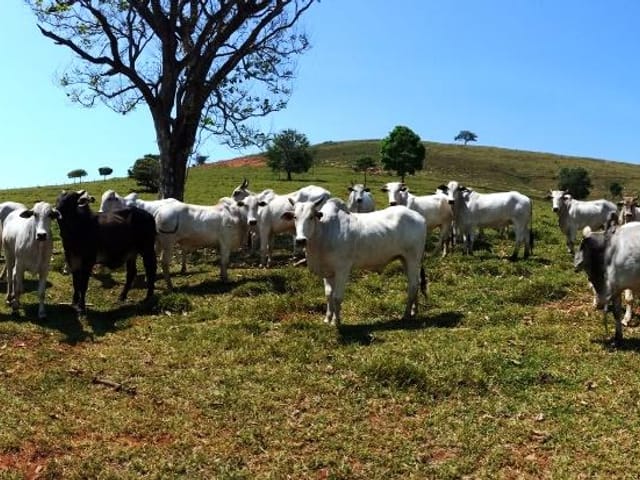 Foto do Fazenda - Fazenda à venda 1210000M², Zona Rural, São Gonçalo do Sapucaí - MG | MOHALLEM e LOPES CORRETAGEM E ADMINISTRACAO DE IMOVEIS LTDA